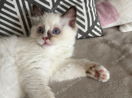 Ragdoll beautiful girl Ready now
