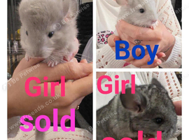Chinchilla kits 2 female 1 male