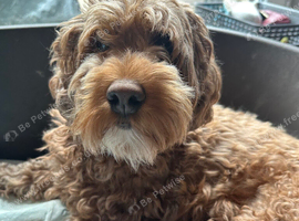 Three fox Red Cockapoo puppies