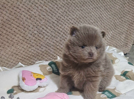 Amazing lilac girls russian line pomeranians