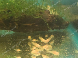 50+ albino corys available