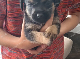 Boarder terrier pups 2 girls 1boy