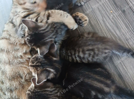 4 8 week old tabby kittens