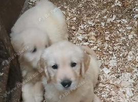8 gorgeous Retriever pups