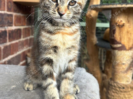 READY NOW Gorgeous Maine Coon Kittens