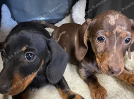 Mini dachshund puppies