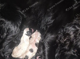 Sprolliedor puppies