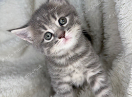 Maine coone x British shorthair