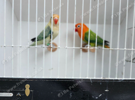 EUWING TURQUOISE AND GREEN OPALINE