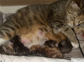 8 gorgeous kittens