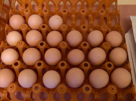 Millie Fleur hatching eggs