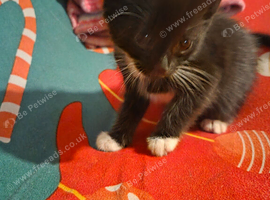5 beautiful kittens for Sale