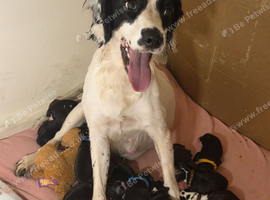 Springer spaniel cross staffy pups