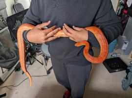 1.5 year old female corn snake and viv for rehoming