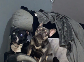 Frenchie x staffy