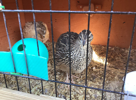 5 WEEK OLD MALE COTURNIX QUAILS