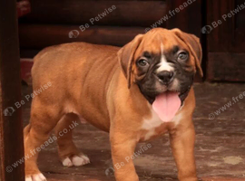 Boxer Puppies For Sale