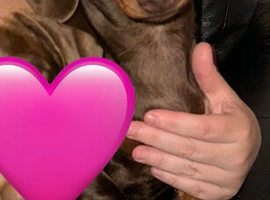 Miniature dachshund female