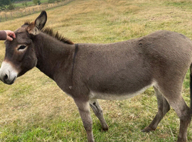 Donkey mares