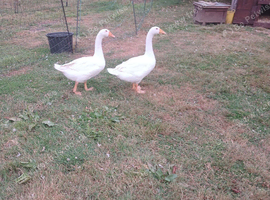 Embden Goose and Gander for Sale