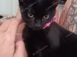 Beautiful, black, female cat for sale