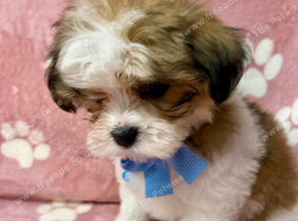 ADORABLE MALSHI PUPPIES READY NOW