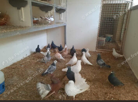 Racing pigeons