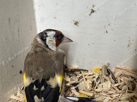 Goldfinch cock