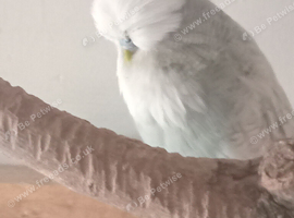 Exhibition budgies