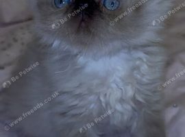 stunning pedigree Persian Kittens