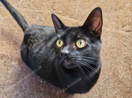 7 year old black cat