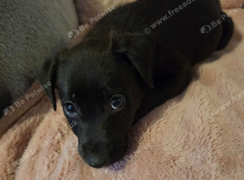 Germanshepard x staffy puppies