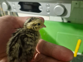 Jumbo Corturnix Quail Chicks
