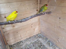 2 females kakarikis