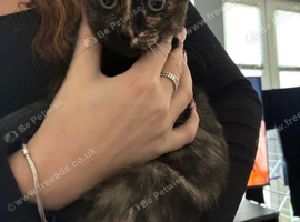 Sphynx cross kitten female