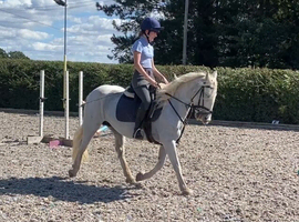 13.2 Grey mare the perfect Pony