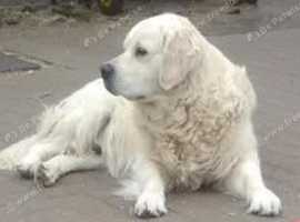 CHAMPION BRED KC STUD DOGS  EXCELLENT HEALTH TESTS