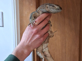 White Throat Monitor