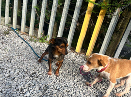 Jack Russel bitch And merle jackawawa