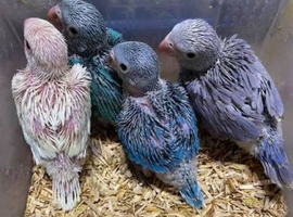 Looking for Handreared Baby Indian Ringnecks