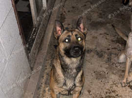 Malinois for stud north east
