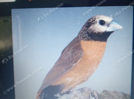 Grey Crowned Mannikins
