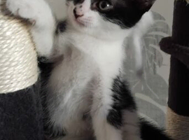 Kittens 3 boys 1 girl