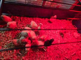 X16 chicks