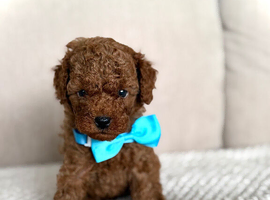 RED TOY COCKAPOO&rsquo;S