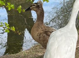Crested runner duck x ( pending collection )