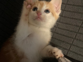 CUTE KITTENS FOR SALE