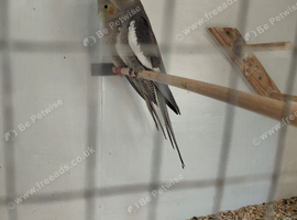 Beautiful young hen cockatiel for sale.