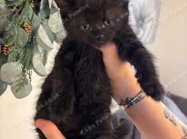 Kitten needing a forever home