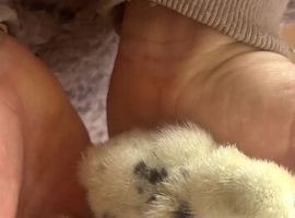 Usa silkie chicks mottled paints choc many colours